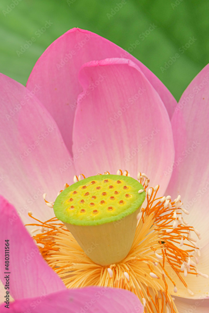 蓮の花 蓮の花