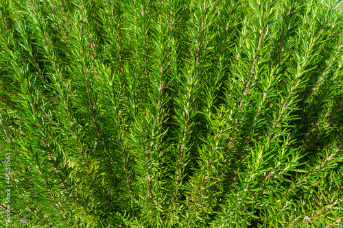 Green rosemary bush close up as a natural background
