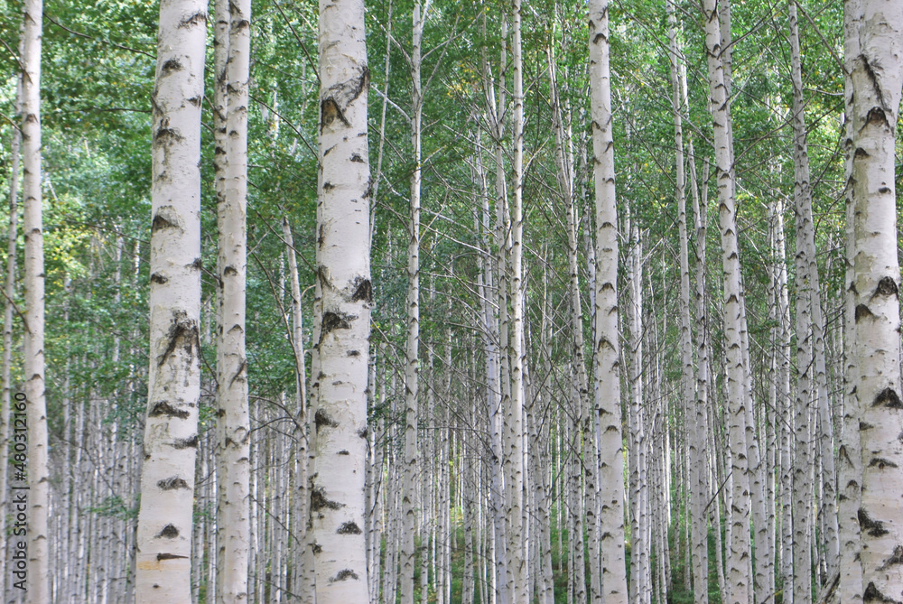 Obraz premium 자작나무 , bircj tree, white