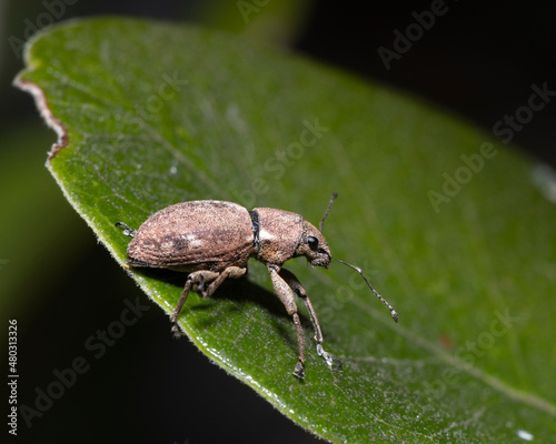 macro photo of a small weevil insect on leaf © Geoff