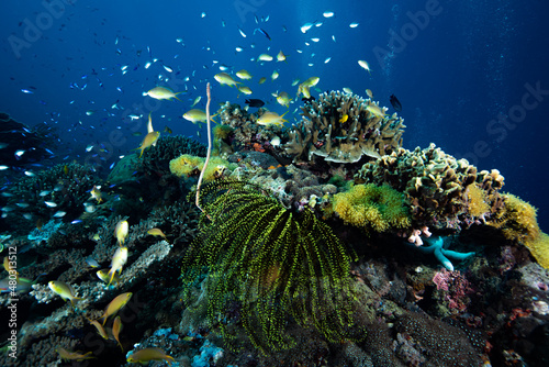 Fototapeta Naklejka Na Ścianę i Meble -  Tropical Coral Reef Philippines Underwater Landscape
