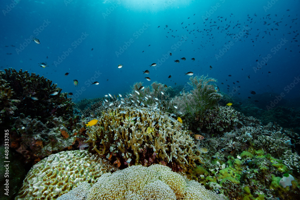 Obraz premium Tropical Coral Reef Philippines Underwater Landscape