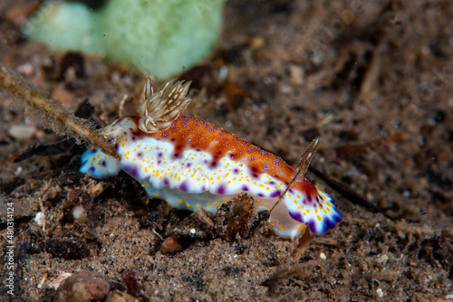 Collingwood's Goniobranchus Goniobranchus collingwoodi photo