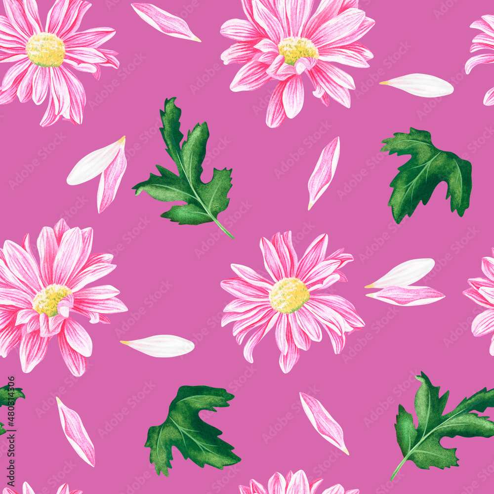Seamless pattern of chrysanthemums. Watercolor vintage illustration. Isolated on a pink background.