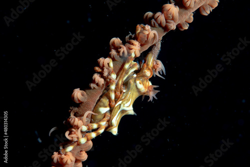 Whip Coral Crab Xenocarcinus tuberculatus photo