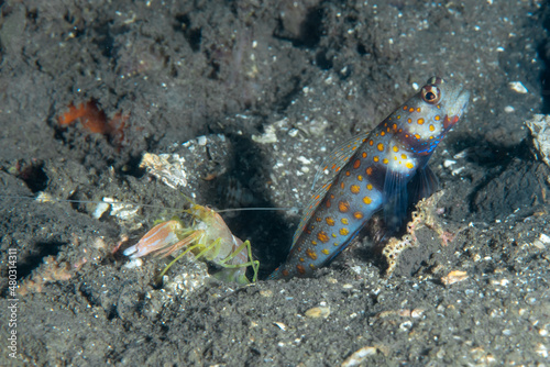 Black-Chest Shrimp-Goby Amblyeleotris guttata photo