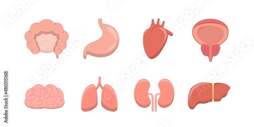 Human organs icons collection, vector flat anatomical diagrams, neurovascular digestive system and internal organs and reproduction, design elements for medical biology education