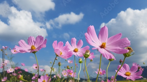 pink and white flowers