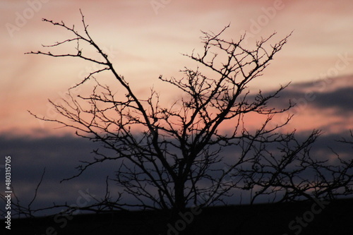 silhouette of a tree © sophie