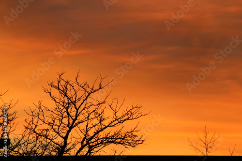 silhouette of a tree during beautiful sunset 