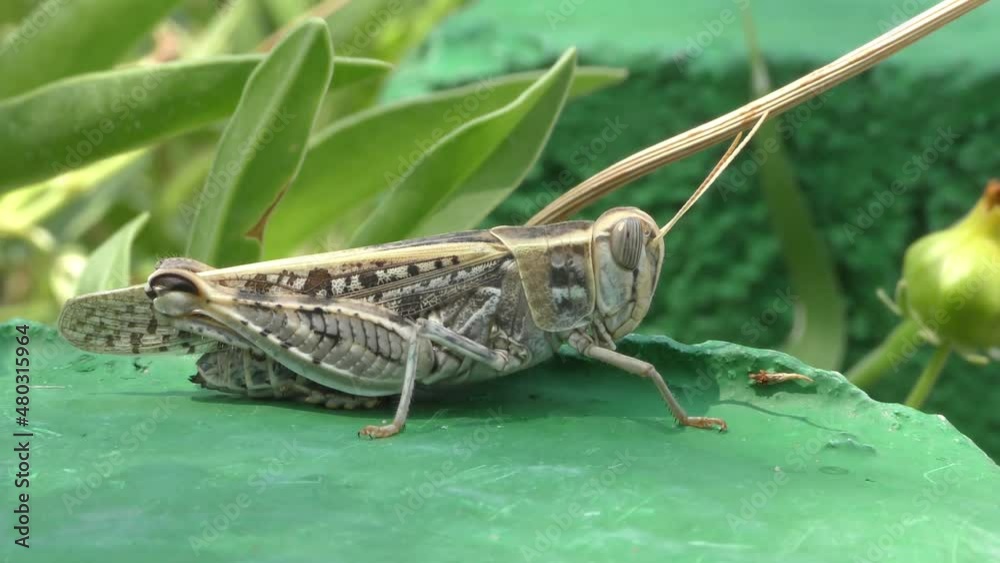 Unique macro view of a locust among the shade of plants Unique macro view of a locust among the shade of plants