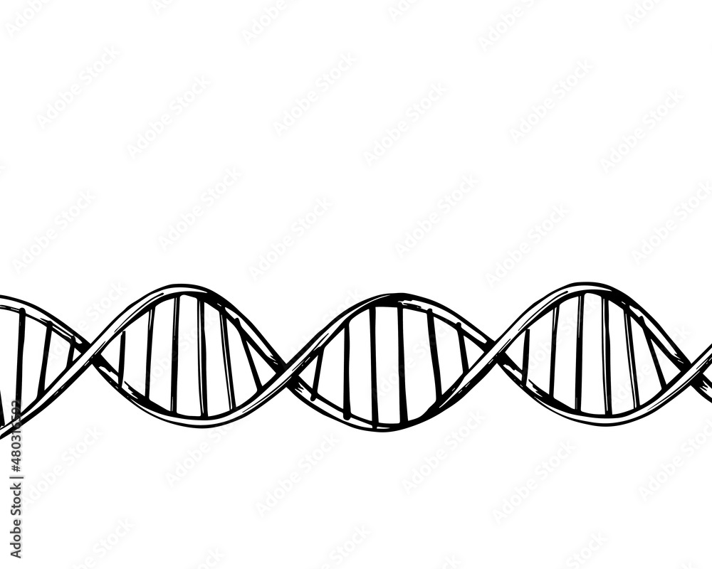 DNA molecule structure background. Genetic and chemistry research. Hand drawn illustration sketch. Isolated vector DNA molecule structure background. Genetic and chemistry research. Hand drawn illustration sketch. Isolated vector