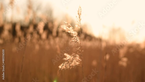 dry stalk of water reeds close up outside at nature. a field of swaying reeds at sunset in the fall autumn sways in the wind. calm peaceful picture of warm weather nature. orange yellow straw plants.