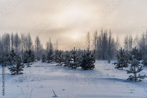 Frosty foggy morning on the edge of the forest. Young pines with frosted twigs and tender white-trunked birches against a deep yellow-pink cloudy sky with a barely visible sun. Pure snow. Russia, Ural