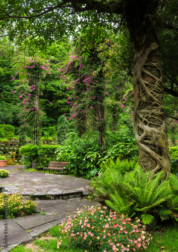 path in the forest