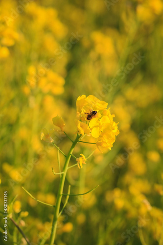 bee on flower