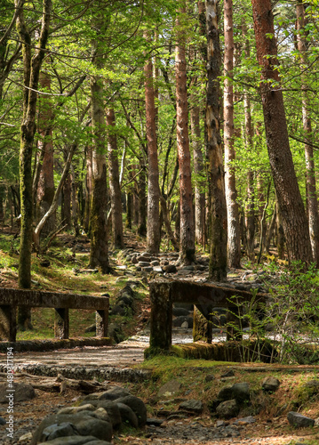 forest in spring