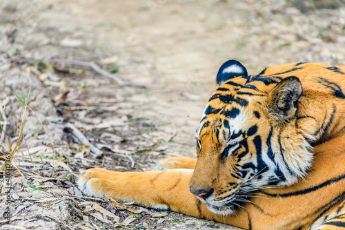 Big Cat Snooze. A Tiger taking a nap in the forest parth photo