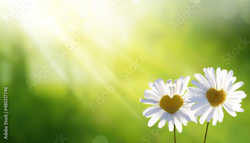 Heart shaped beautiful white daisy flowers at sunset. Beautiful landscape with chamomile flowers.Love background
