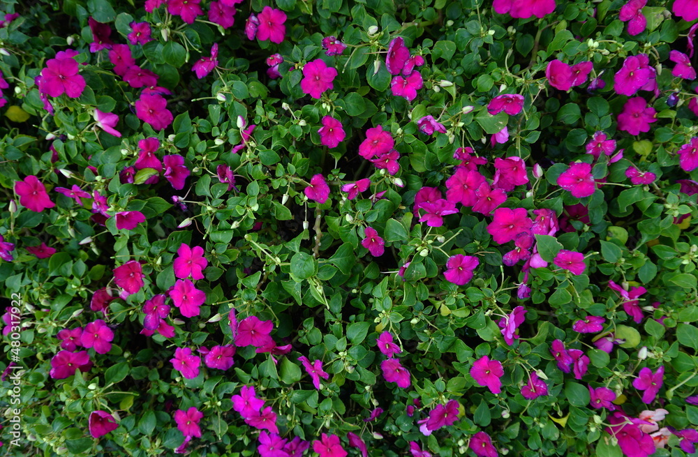 Photograph of colorful flowers in the front yard