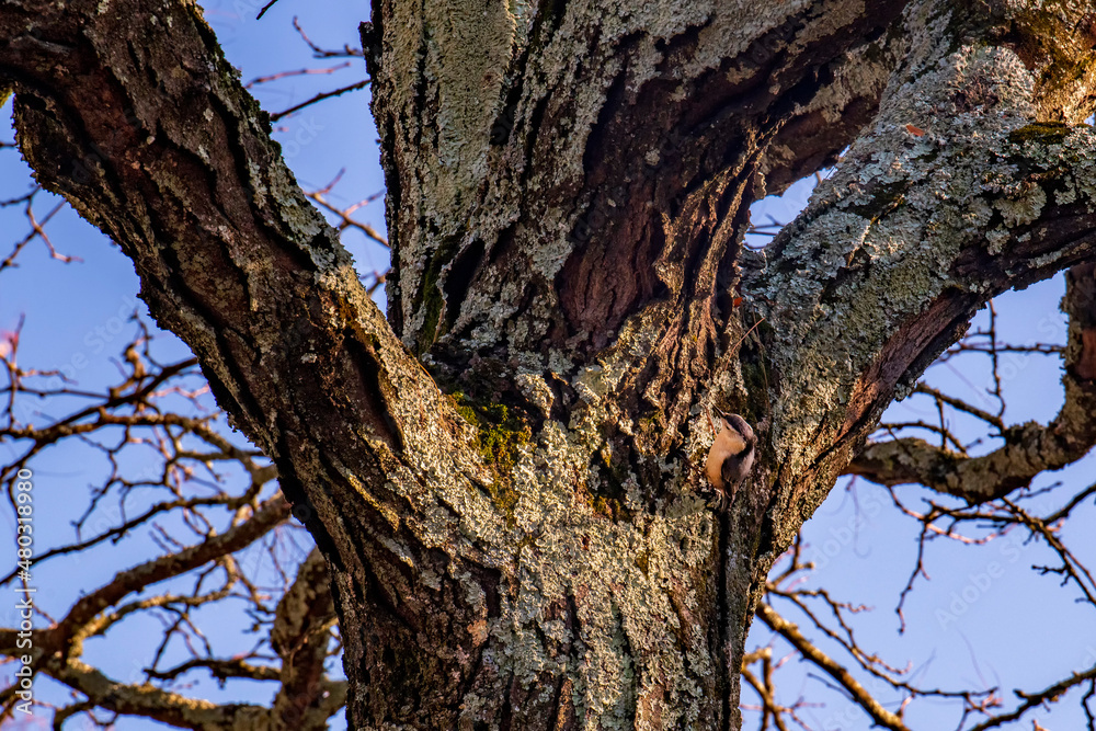 trunk of a tree