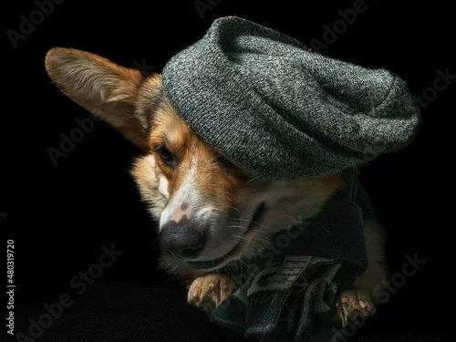 Obraz Pies rasy corgi pembroke w czapce i szaliku na czarnym tle
