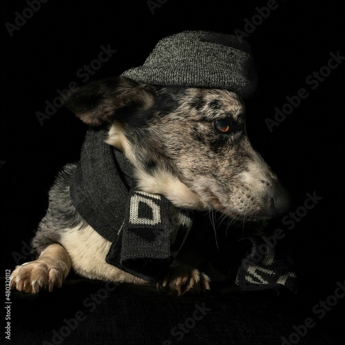 Pies rasy corgi cardigan na czarnym tle wyizolowany