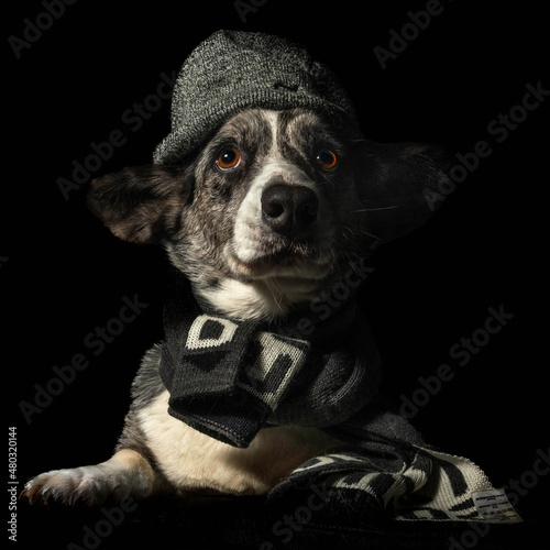 Pies rasy corgi cardigan na czarnym tle wyizolowany photo