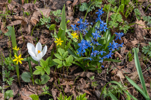 Blue, yellow and white spring flowers with green leaves in the garden among dry foliage