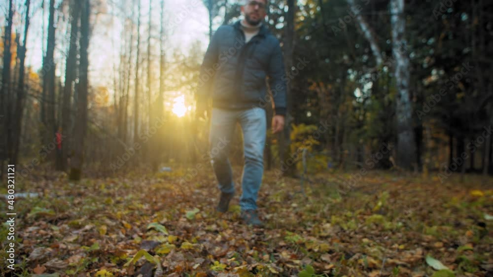 Mature bearded man in glasses wearing puffy jacket and jeans strolls among bare trees with fallen leaves in forest at sunset slow motion Mature bearded man in glasses wearing puffy jacket and jeans strolls among bare trees with fallen leaves in forest at sunset slow motion