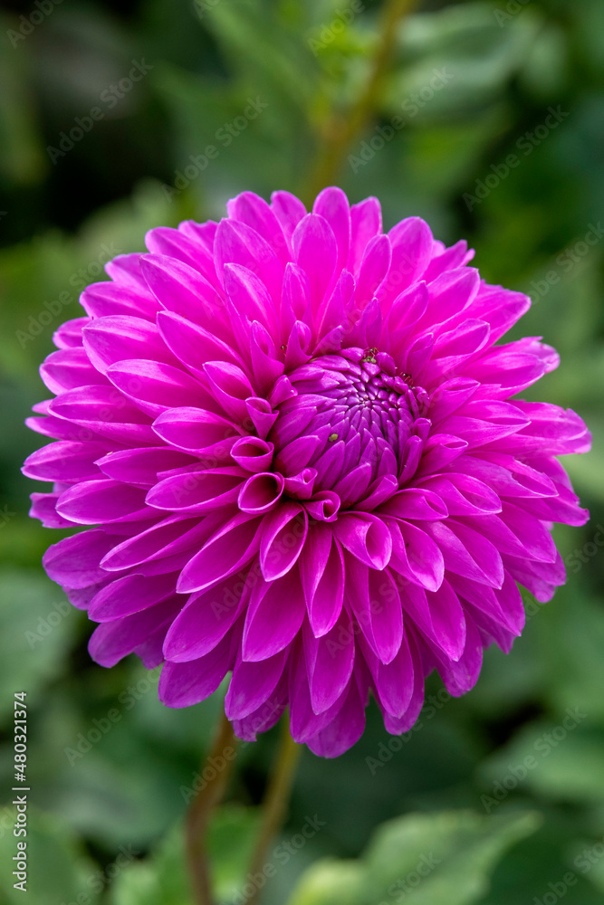 pink dahlia flower pink dahlia flower