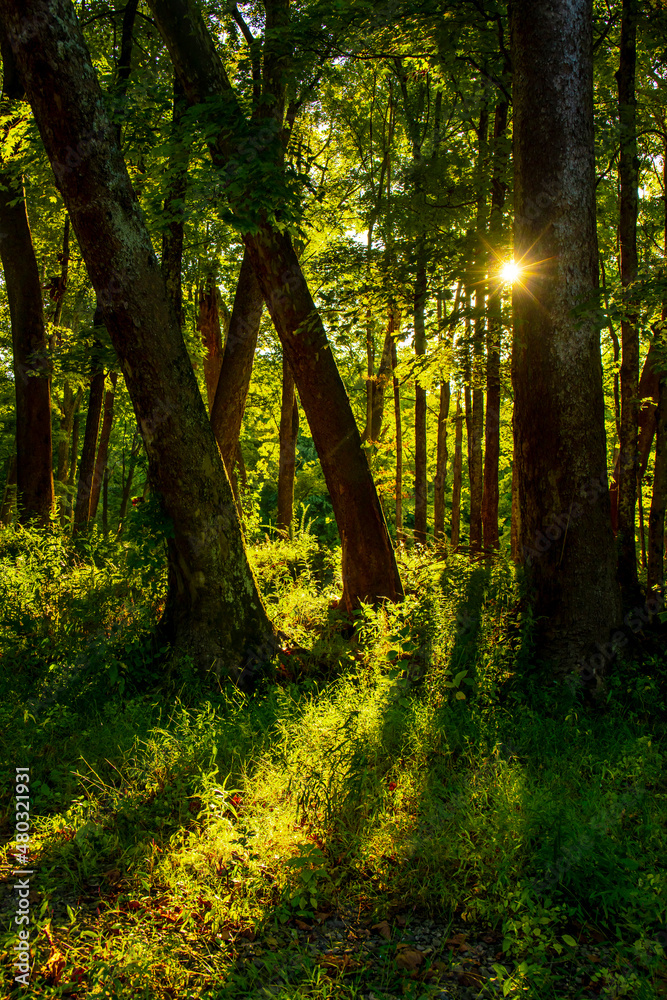 Fototapeta premium autumn forest in the morning