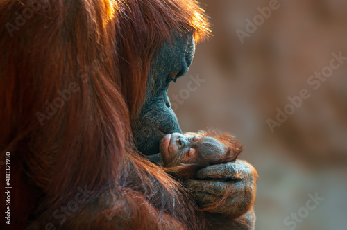 orangutan mother cares for her baby