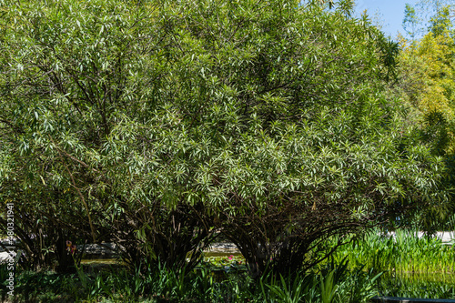 Three huge shrubs of genus Myoporum with branches covered with pubescence against blurred background. Myoporum shrubs along on shore of pond. Selective focus. Adler Arboretum 