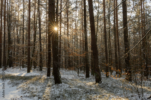 Fototapeta Naklejka Na Ścianę i Meble -  forest in winter