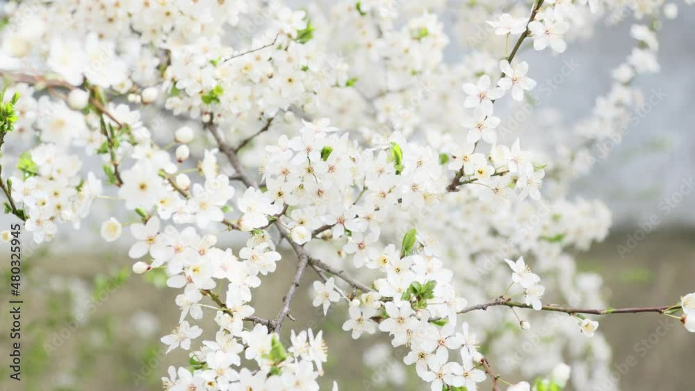 white blooming cherry tree flowers swaying in wind spring day time, fruit tree in bloom. branches with tiny sakura petals in spring April coming season. concept of new life, peace, happiness and joy white blooming cherry tree flowers swaying in wind spring day time, fruit tree in bloom. branches with tiny sakura petals in spring April coming season. concept of new life, peace, happiness and joy