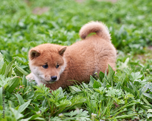 little red shiba inu puppy playing in the green grass