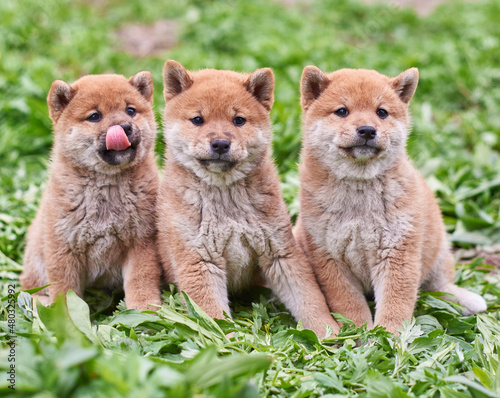 Shiba Inu puppies play on the summer green lawn