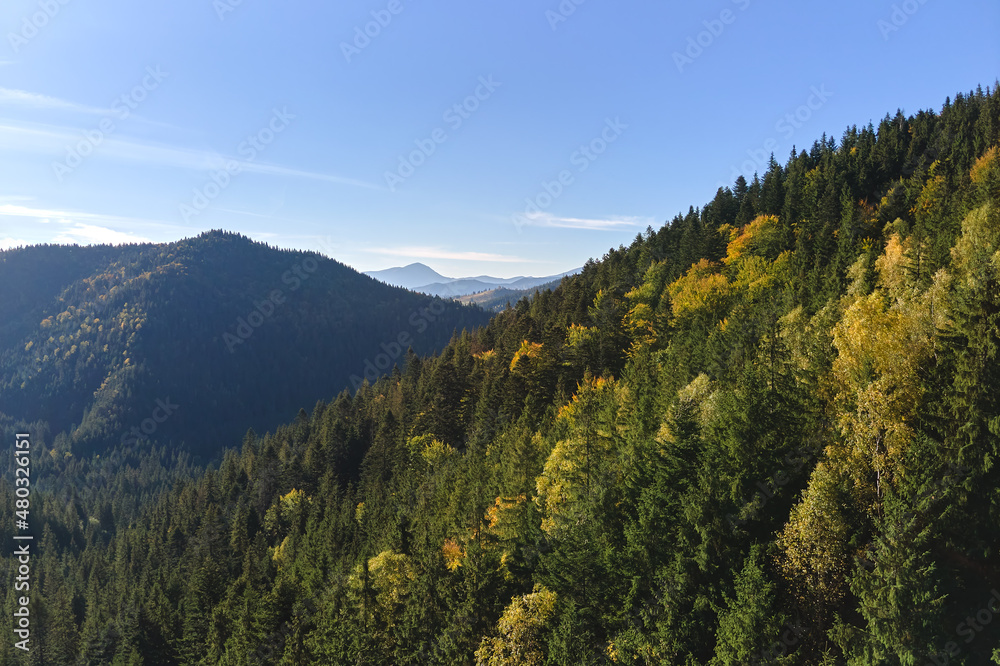 Aerial view of high hills with dark pine forest trees at autumn bright day. Amazing scenery of wild mountain woodland