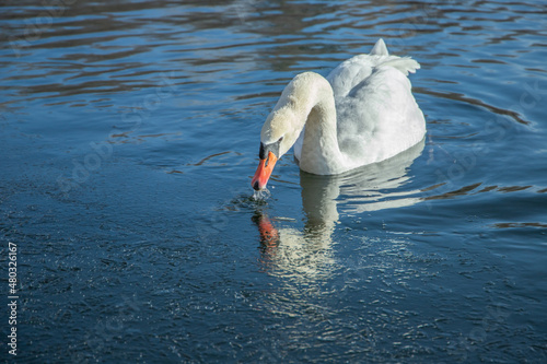 Fototapeta Naklejka Na Ścianę i Meble -  Adult mute swan (Cygnus olor) swimming and touching the thin ice layer on the lake with its bill.