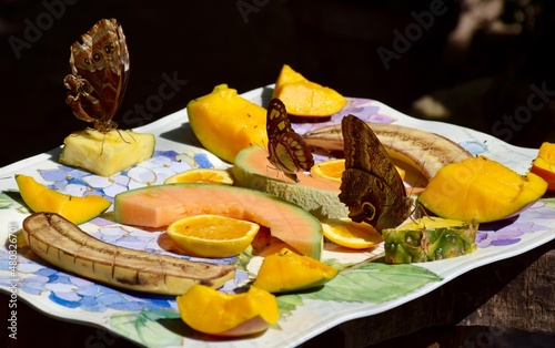 Three blue morpho butterflies feasting on banana, pineapple, melon and mango