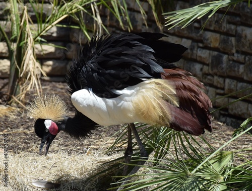 Gray crowned crane with a golden tuft, ready to catch a leaf.