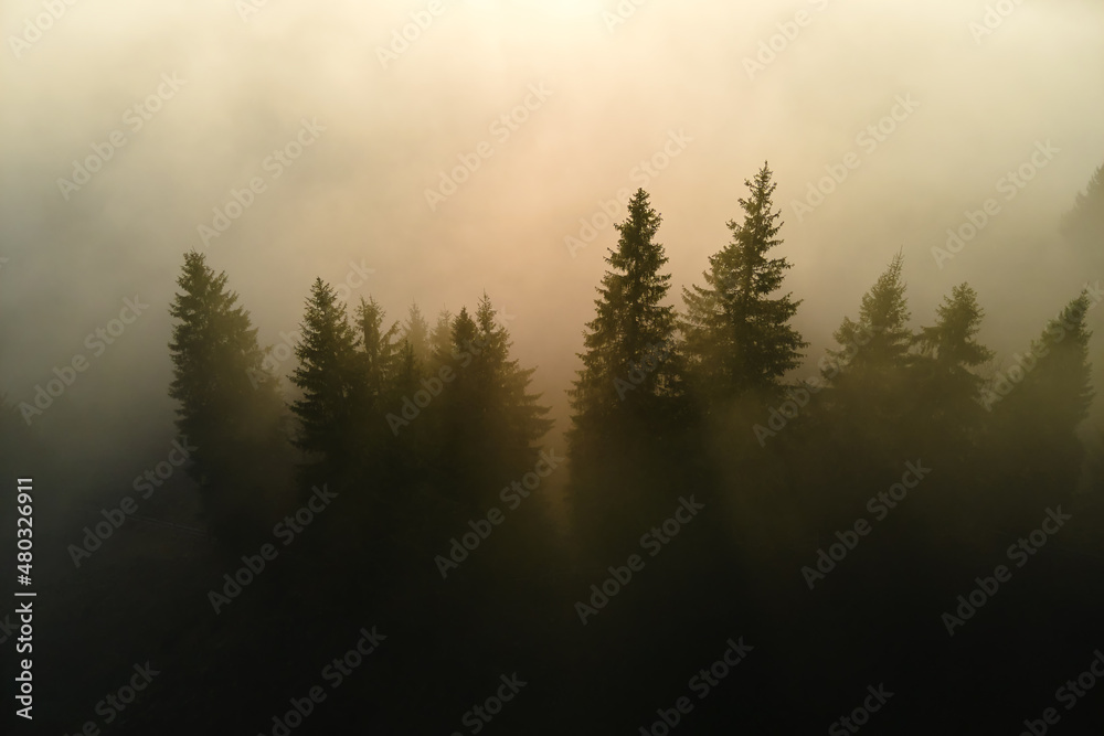 Beautiful scenery with light rays shining through foggy dark woods with evergreen trees in autumn morning. Beautiful wild forest at dawn