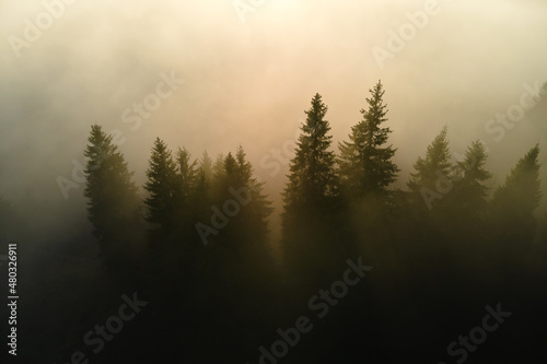 Beautiful scenery with light rays shining through foggy dark woods with evergreen trees in autumn morning. Beautiful wild forest at dawn