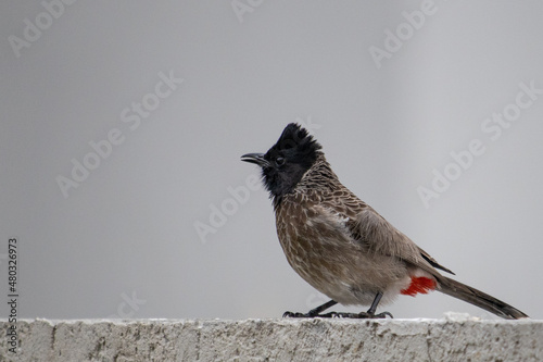 Canvas Print red-vented bulbul on a ledge
