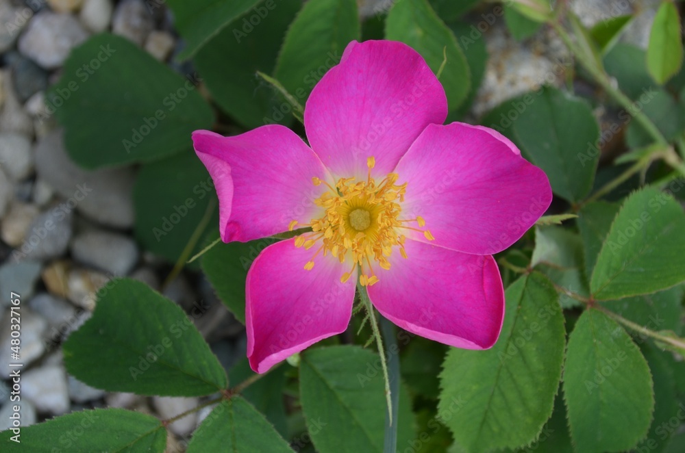 Blooming wild French rose, scientific name Rosa gallica Blooming wild French rose, scientific name Rosa gallica