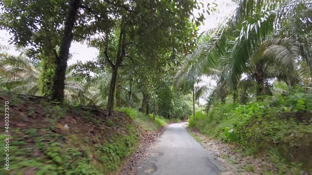 POV move at countryside asphalt road in day. Both side planted with oil palm tree POV move at countryside asphalt road in day. Both side planted with oil palm tree