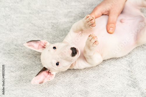 Print op canvas hands stroke tummy of mini bull terrier puppy lying on its back on gray blanket