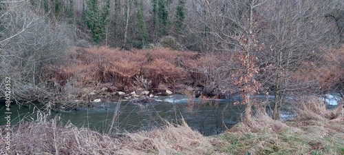 deer in the forest photo