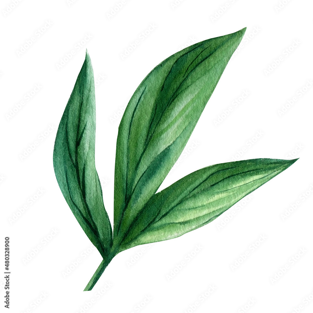 Obraz premium Green leaves isolated on white background. Watercolor illustration, peony leaf